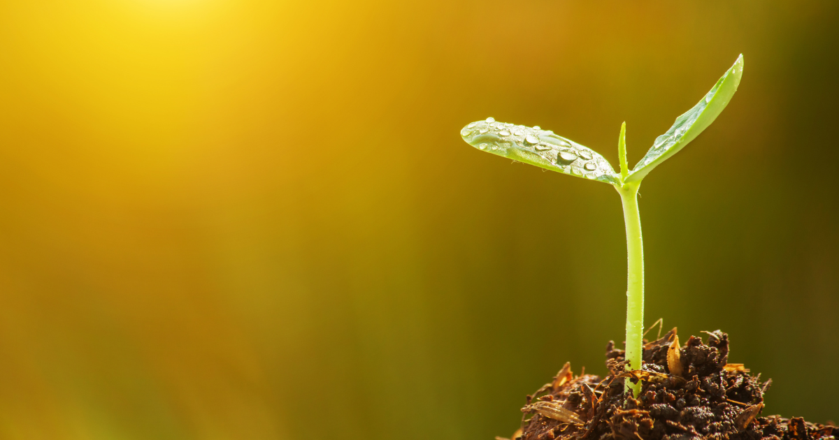 product seeding strategy